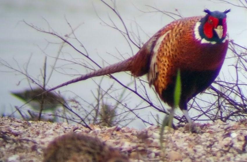 Pheasants photographed in a park of Odessa region