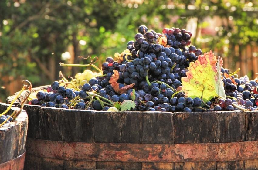 Wineries of Ukraine: Podillya