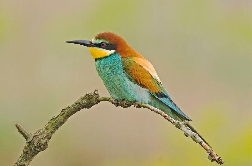 Beautiful birds fly to Africa through the Odessa region: the "bee-eaters"