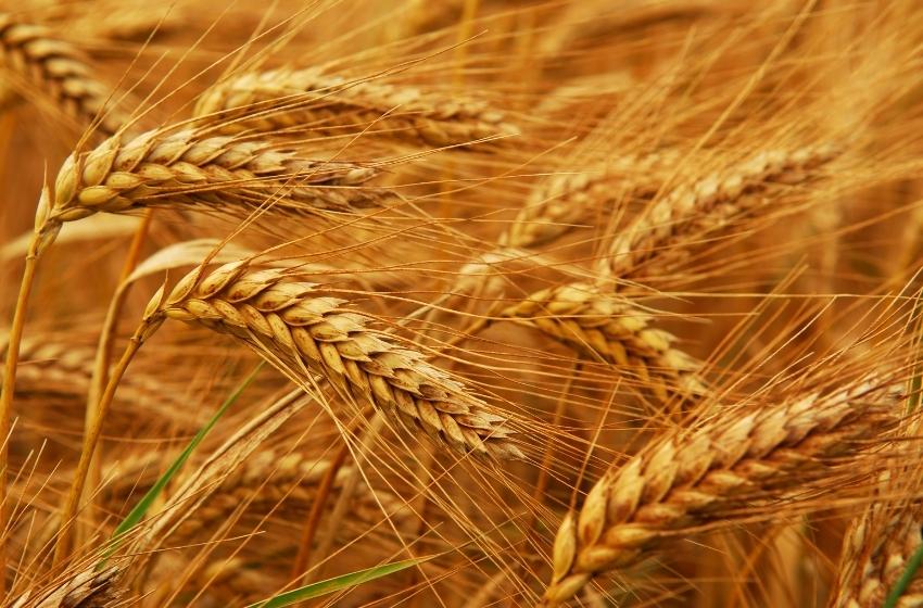 Ukraine can export 26 million tons of wheat without affecting its domestic market