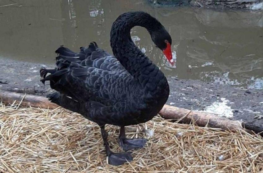 Black swan from Australia caught in Odessa region