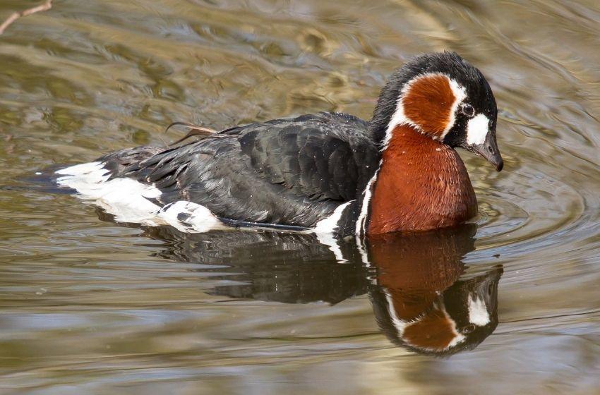 Red-breasted geese from Russian tundra reached the Tuzlov Estuary