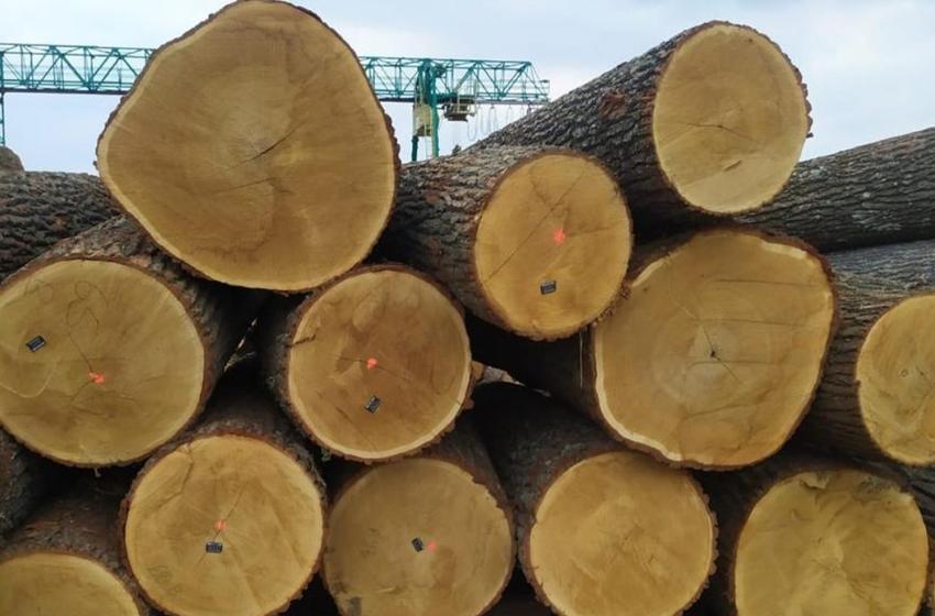 The Security Service of Ukraine has eliminated the scheme of illegal export of state forest