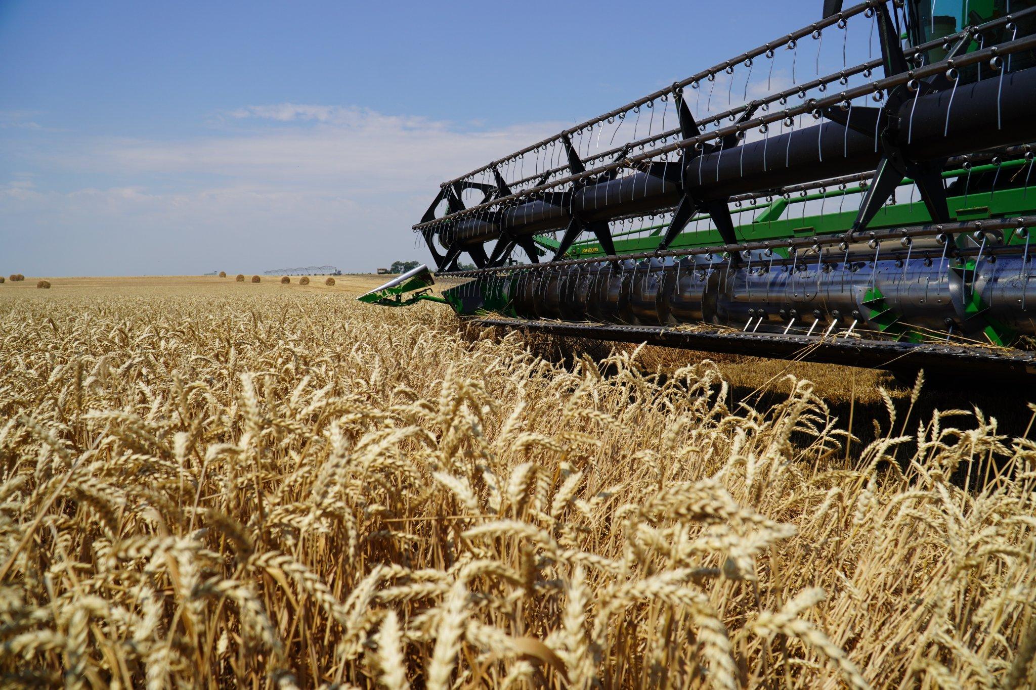 Odessa region is fully provided with grain