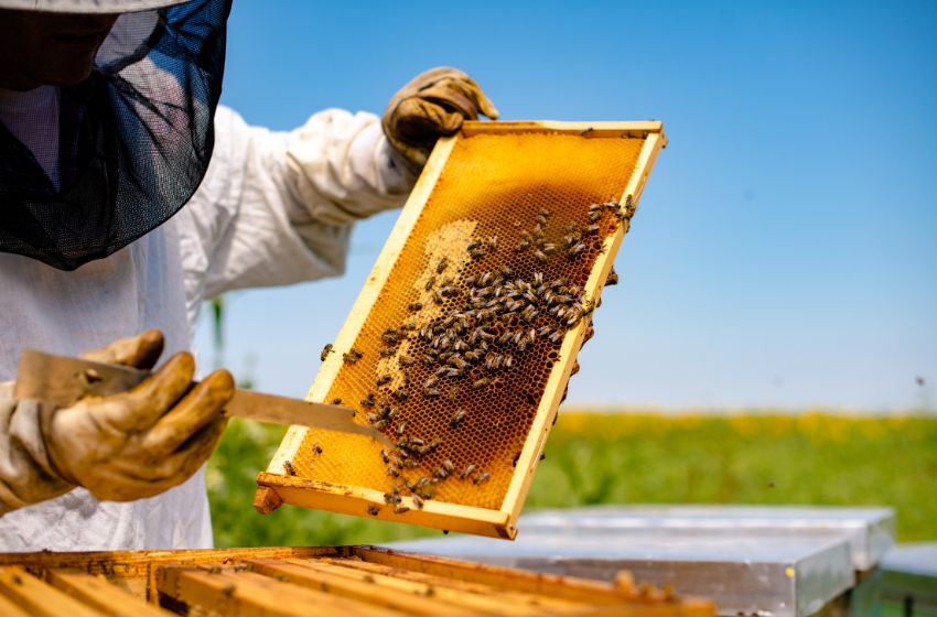 A honey processing plant is being constructed in Poltava region