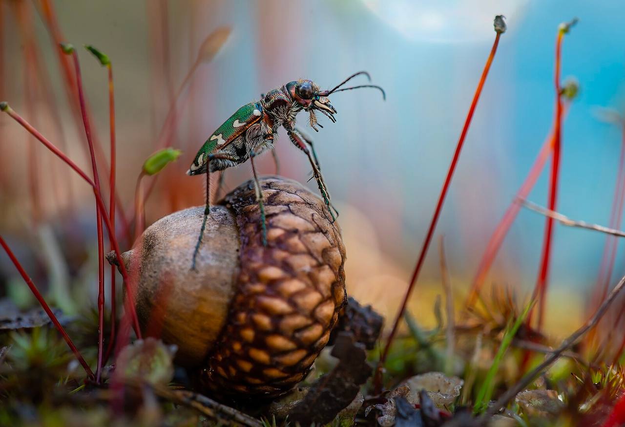A Ukrainian photographer won first prize in the international competition "Wiki Loves Earth"