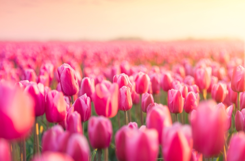 The Kingdom of the Netherlands has gifted Kyiv over 115,000 tulips