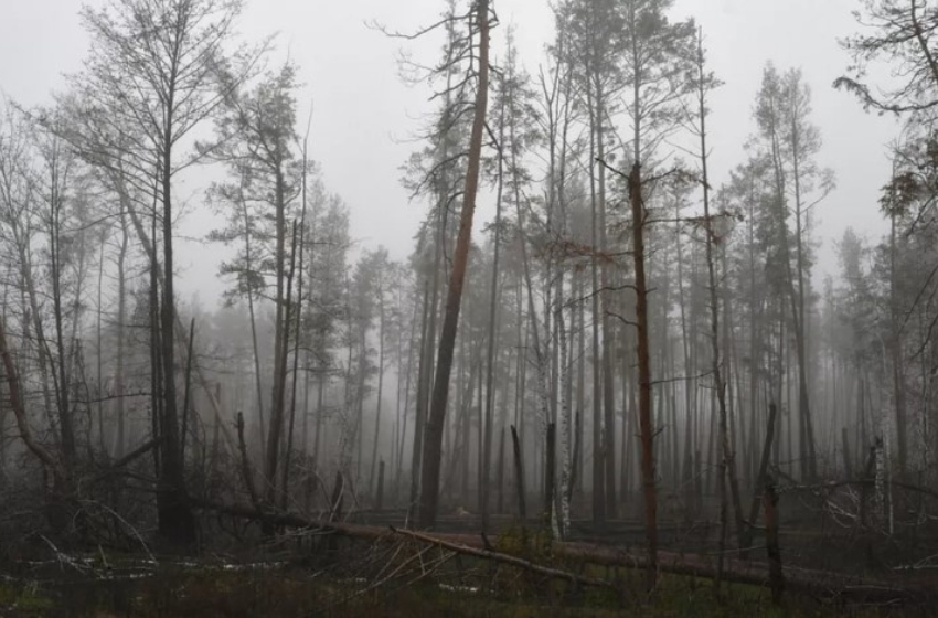 Destroyed a third of the forest fund. Luhansk Regional State Administration reported on the losses from the Russians