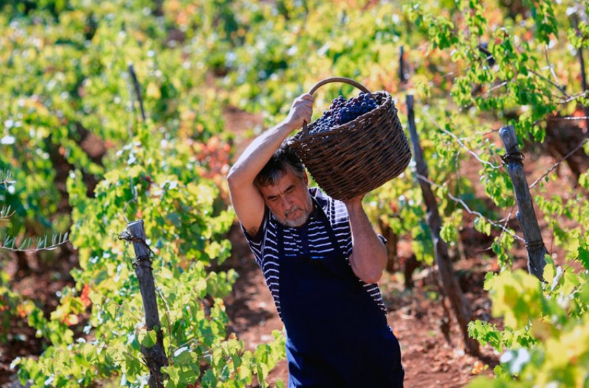 Georgian winemakers are calling on the government to resign over the "foreign agent law"
