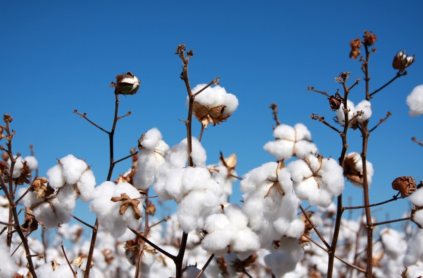 Taras Vysotskyi: Ukraine has a strategic need to cultivate cotton