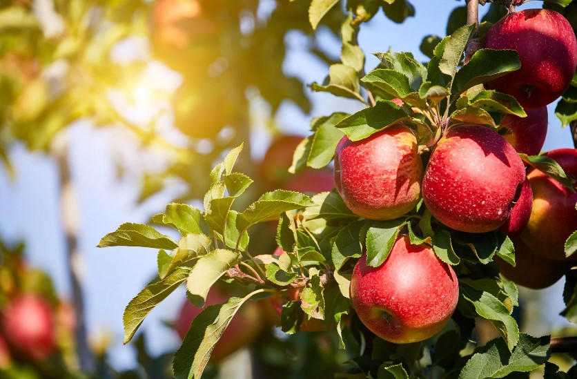 Iraq is increasing its purchases of Ukrainian apples