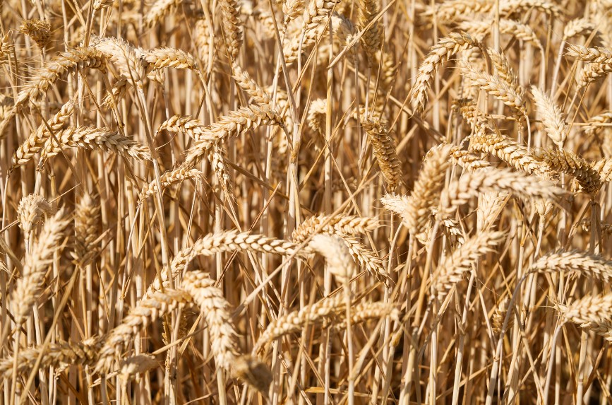 Russia has seized over 1,700 tons of Ukrainian grain and agricultural products