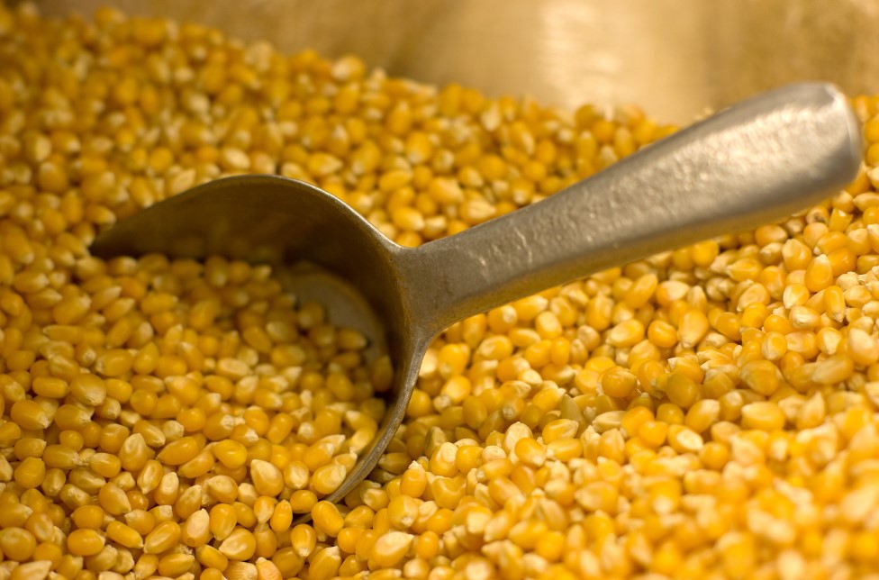 The export of Ukrainian corn has closely approached last year's levels