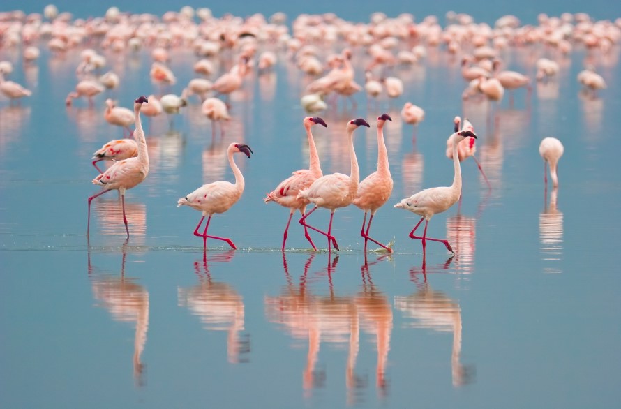 Flamingos leaving Tuzly Estuaries due to war