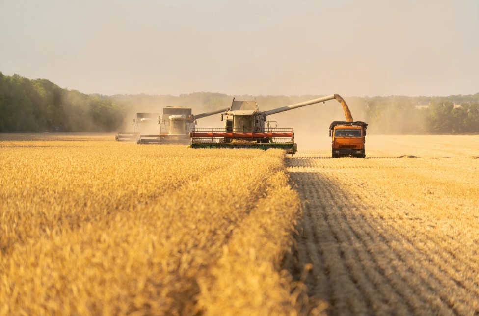 Analysts: Prices for Ukrainian Wheat Will Rise Due to Global Decline in Grain Production