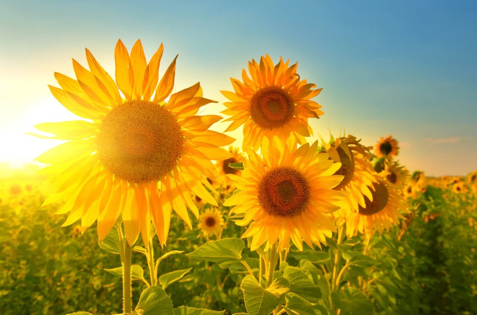 In India, Ukrainian sunflower oil will replace Russian oil