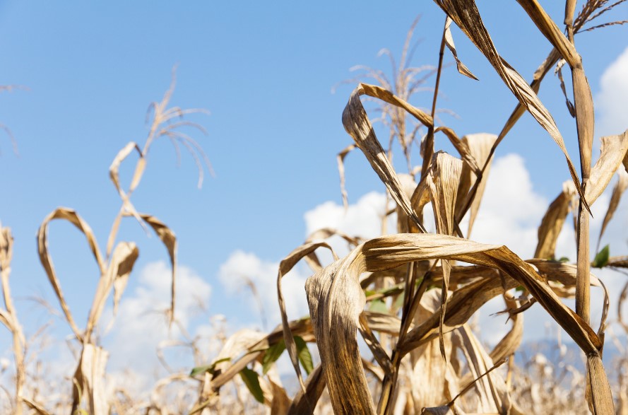 More than half of the areas in Ukraine are affected by drought