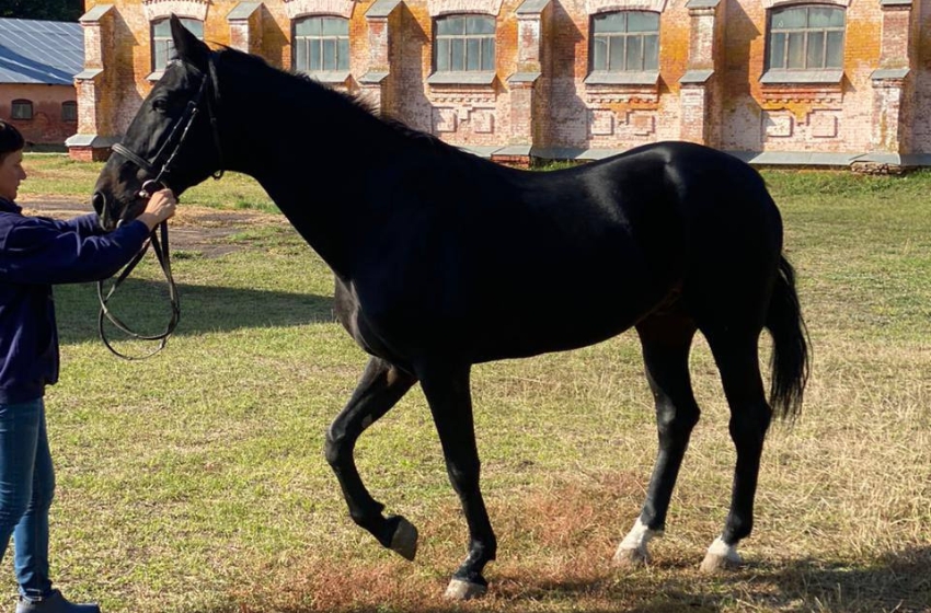 A new breed of trotting horses developed in Ukraine