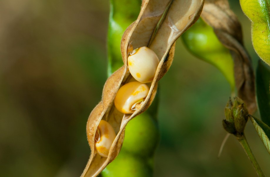 Pakistan actively increases purchases of Ukrainian soybeans