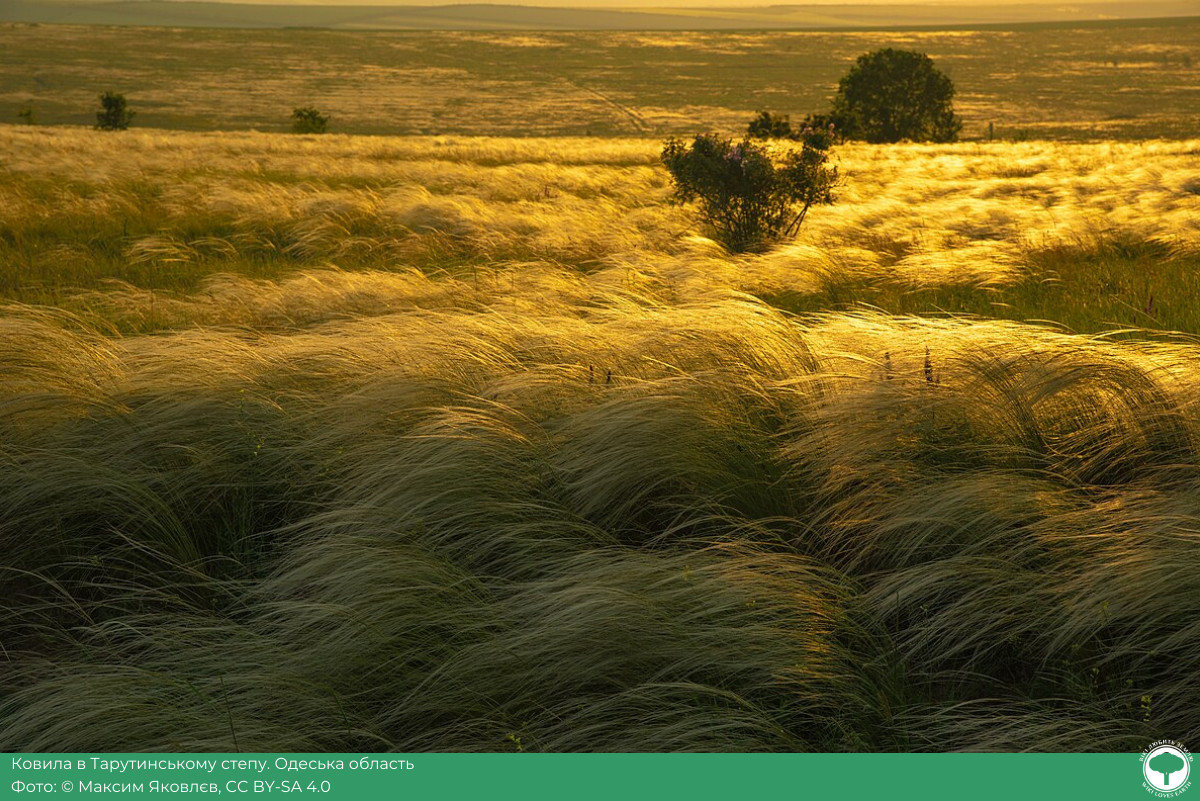 The 'Wiki Loves Earth 2024' competition has presented the 10 best nature photos of Ukraine