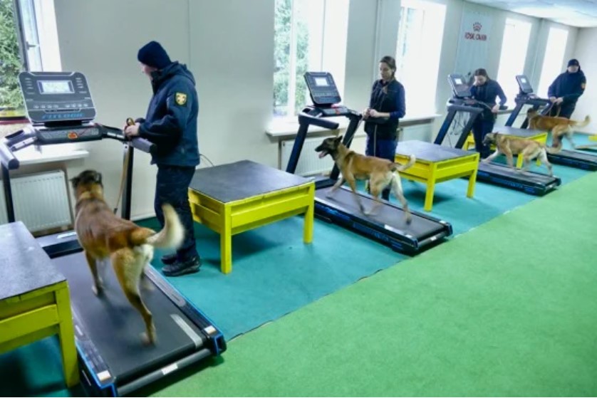 Norway will allocate 14 million euros for mine clearance in Ukraine using mine detection dogs.