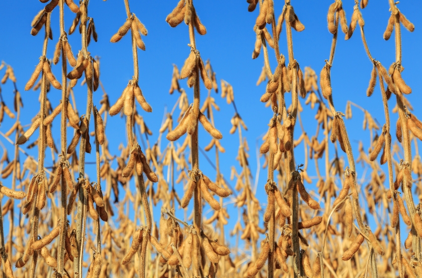 Ukraine's soybean exports nearly doubled due to delays in shipments from Brazil