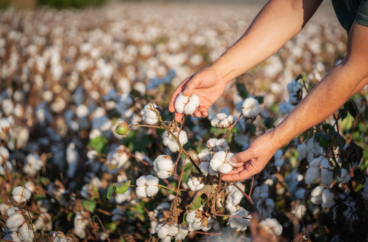 Farmers in three regions growing cotton will receive 10,000 UAH in assistance per hectare