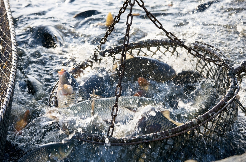 Industrial fishing in Ukraine’s water bodies has reached almost 1,300 tons