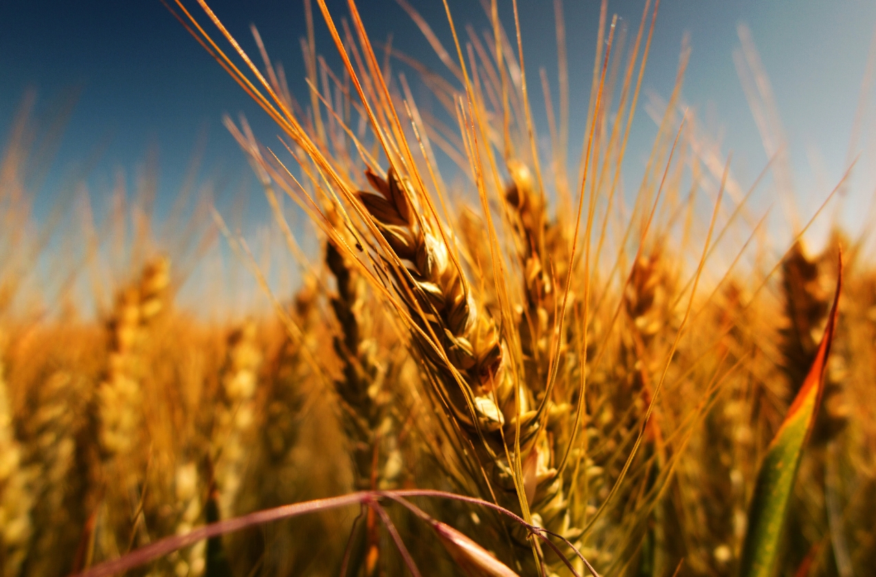 Trader from the UAE plans to purchase grain from Ukraine