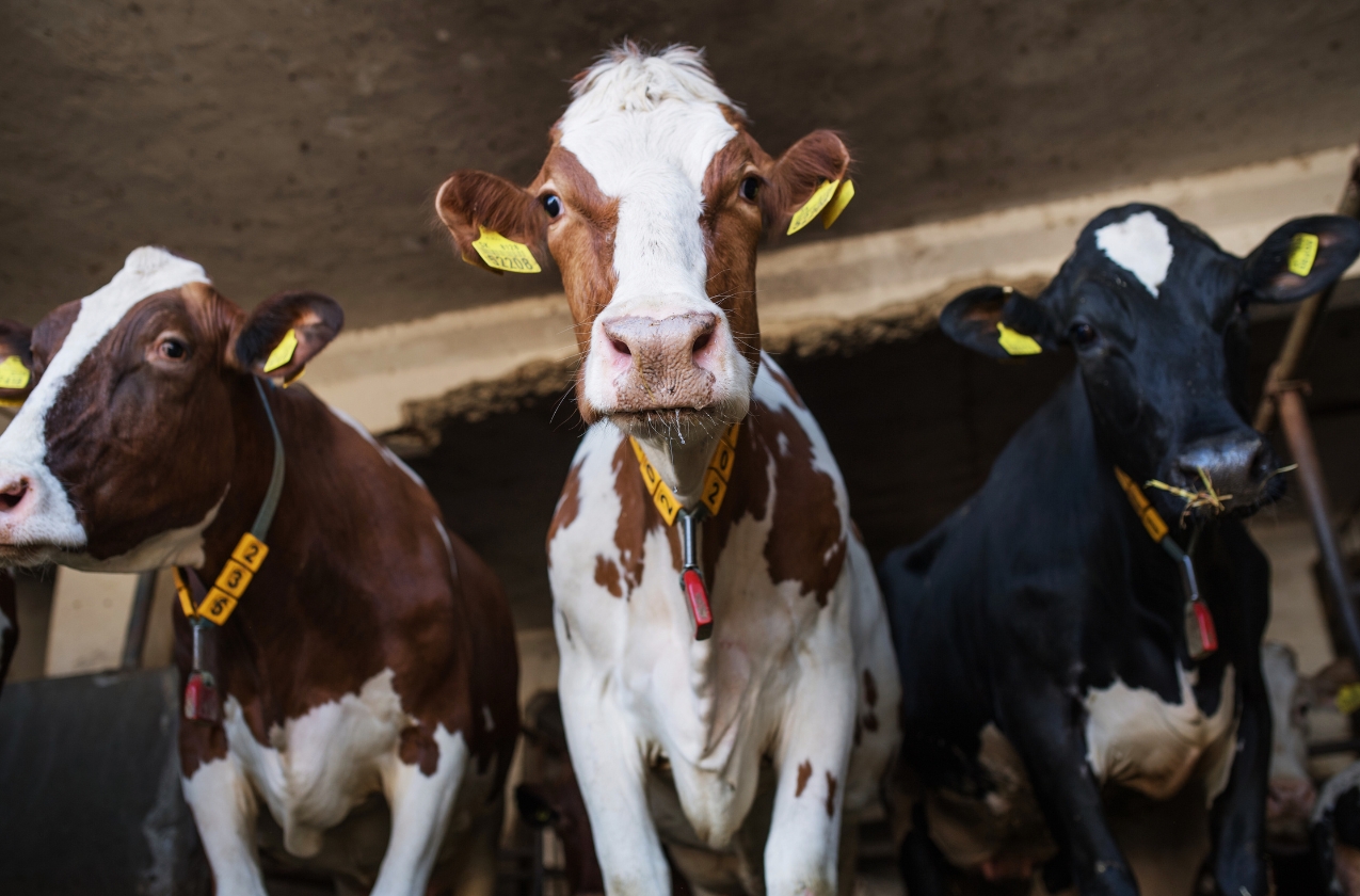 125 dairy farms are being built or modernized in Ukraine