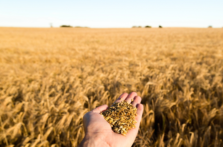 Ukrainian farmers have harvested over 27 million tons of grain and leguminous crops