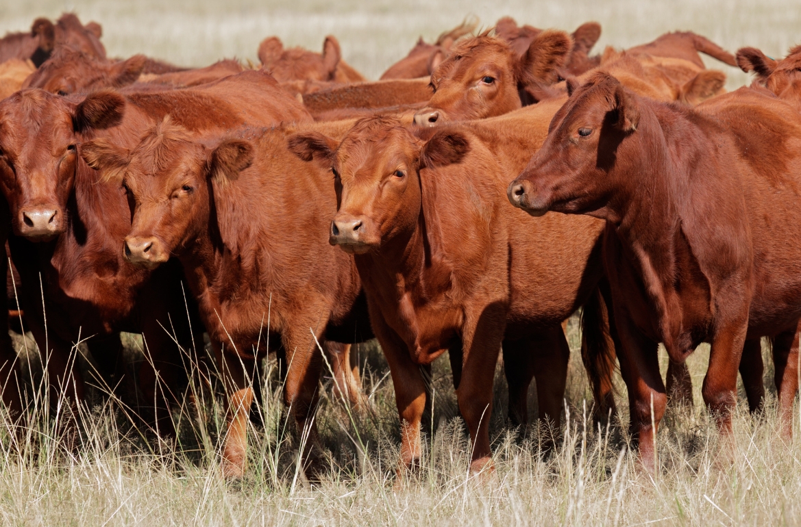 The cattle population in Ukraine has decreased by almost 200,000 over the past year