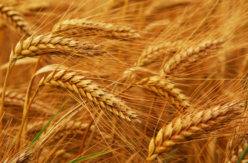 The USDA has raised its estimate for Ukraine’s wheat harvest this year