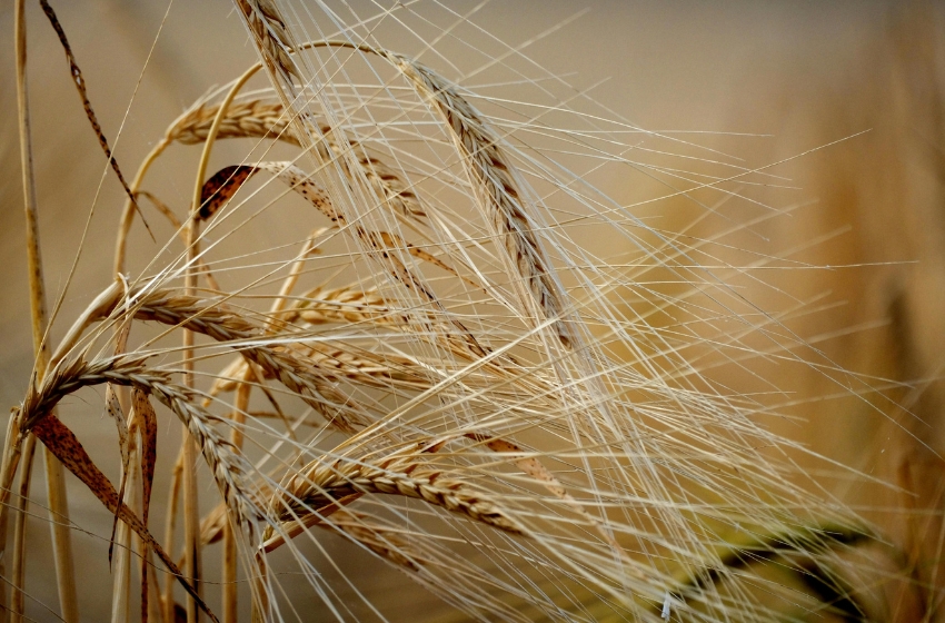 Drought in major wheat-producing countries could drive up grain prices