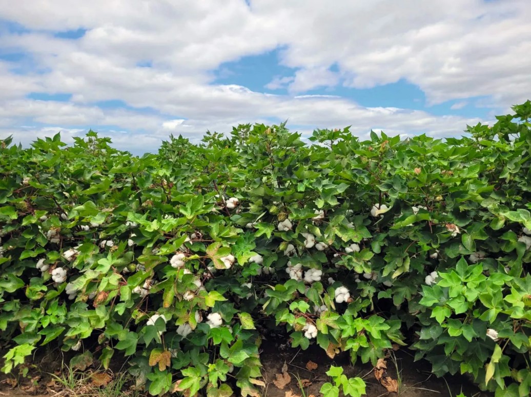 Ukrainian scientists test 6 new cotton varieties