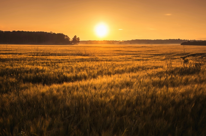 Egypt became the largest buyer of Ukrainian grain in October