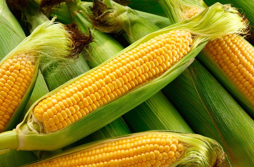 In 2024, Ukraine ranked 4th in the global corn export market