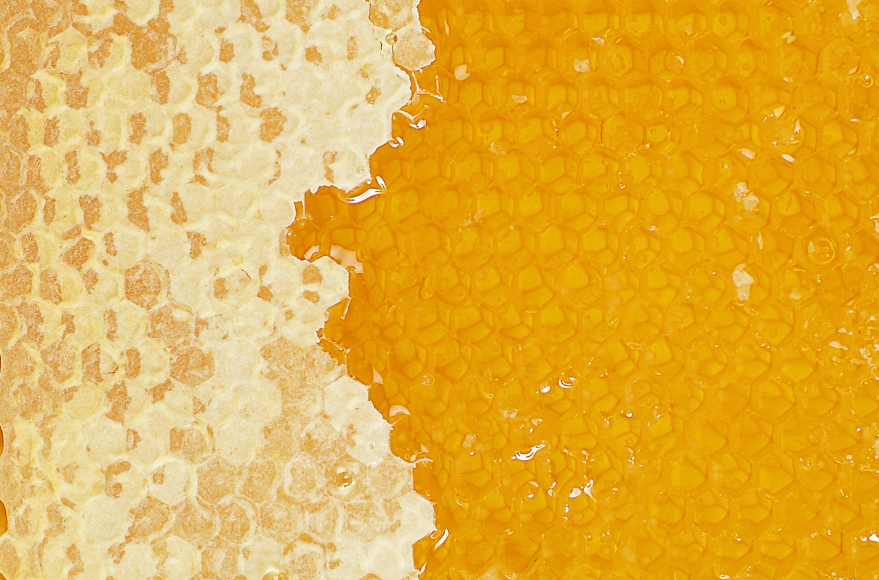 EU countries have purchased 70% of Ukraine’s honey exports