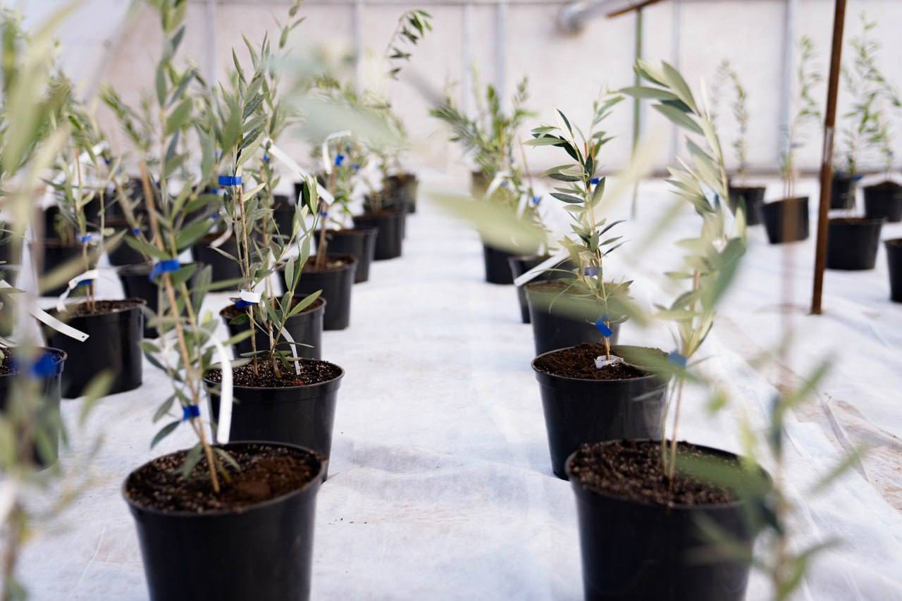 Kherson region begins olive cultivation experiment