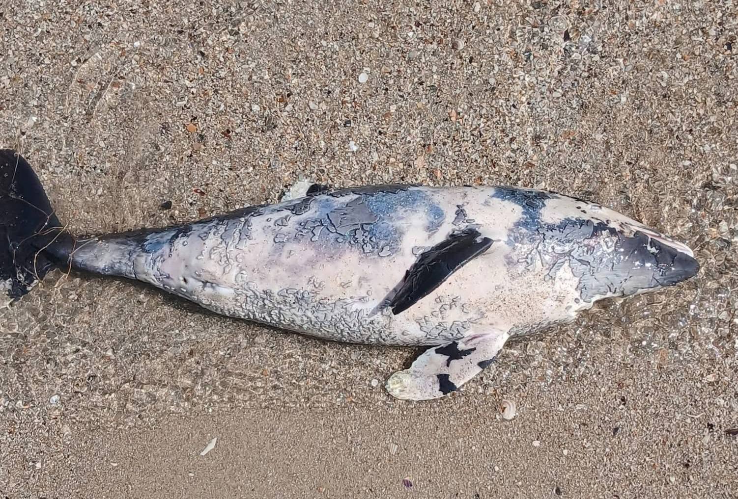 A record number of dead dolphins has been found on the coast of Odessa region over the course of several days
