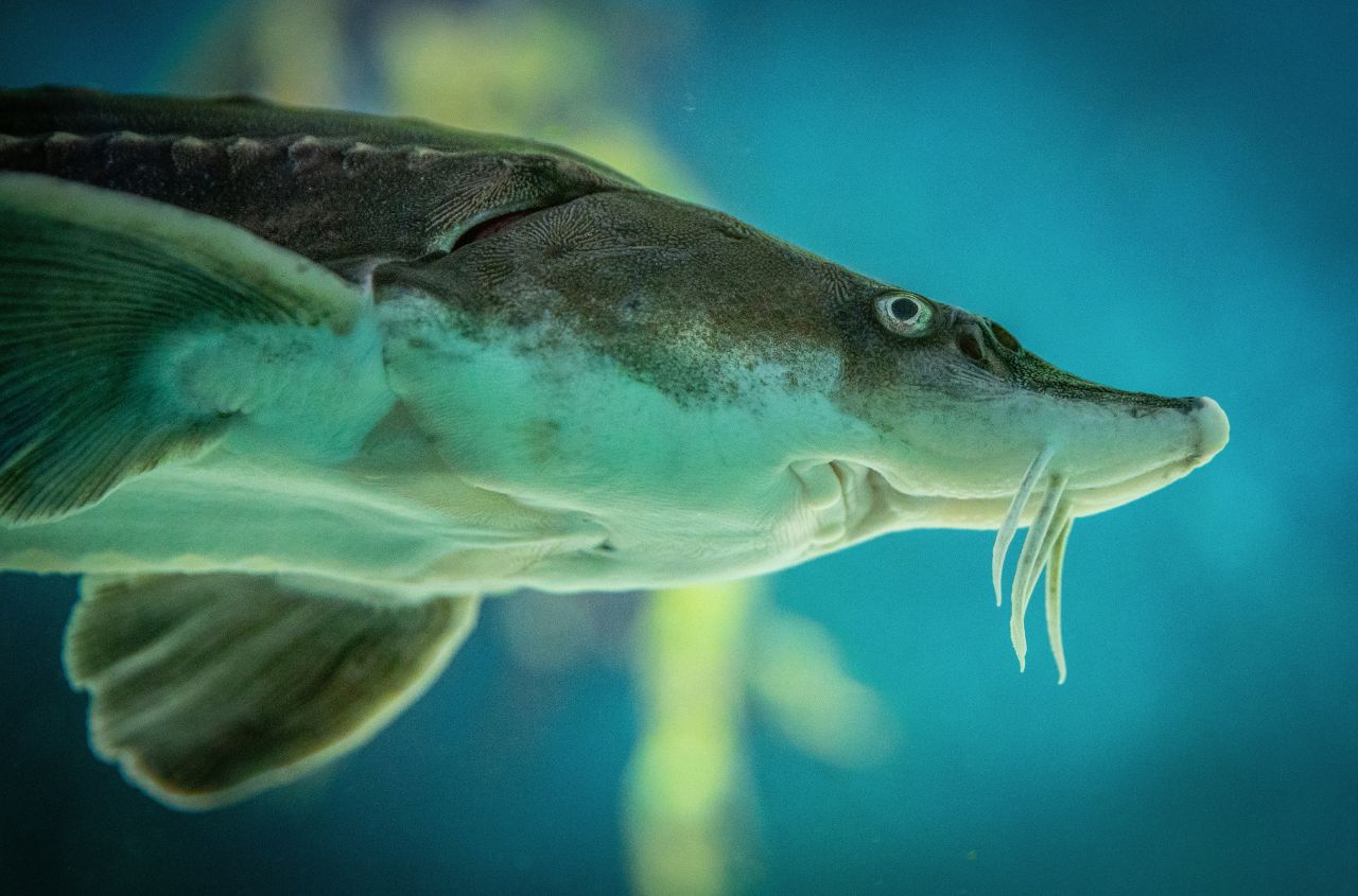 Mykolaiv region develops aquaculture with crayfish and sturgeon breeding