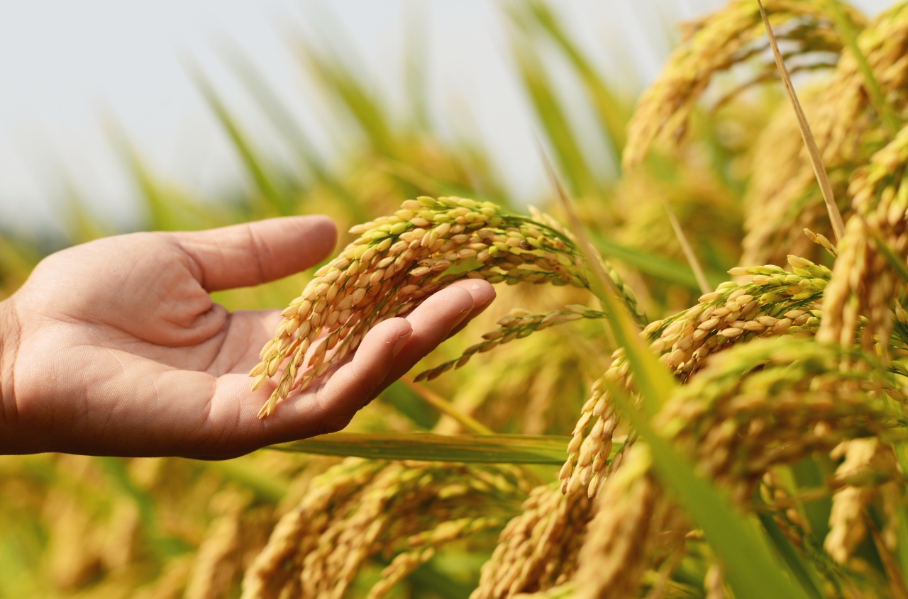 Odessa farmers start early grain and oilseed harvest one to 1.5 weeks early