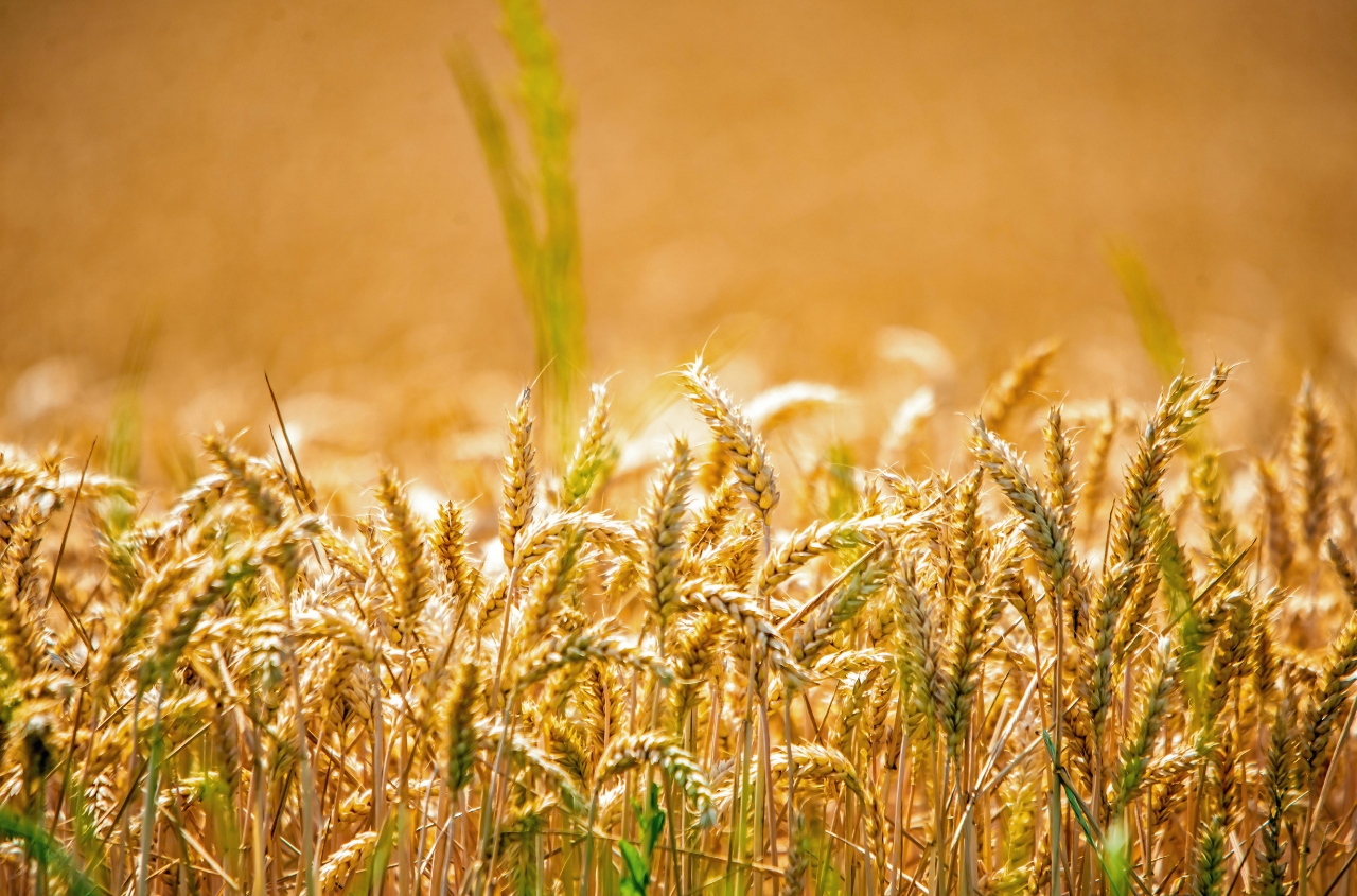 USDA raises forecast for Ukraine’s 2026/27 wheat production