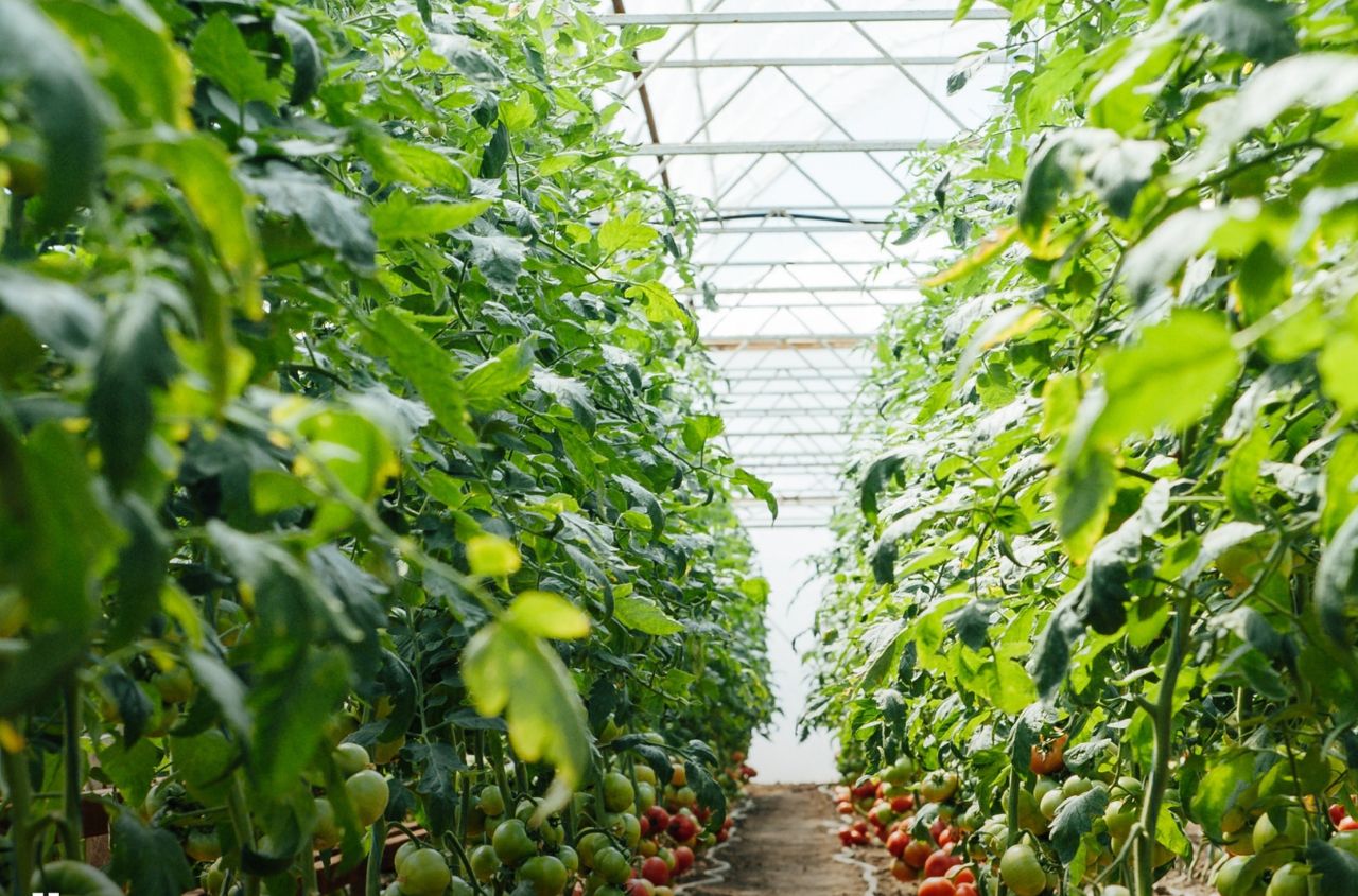 Ukraine updates organic production rules to align with EU standards