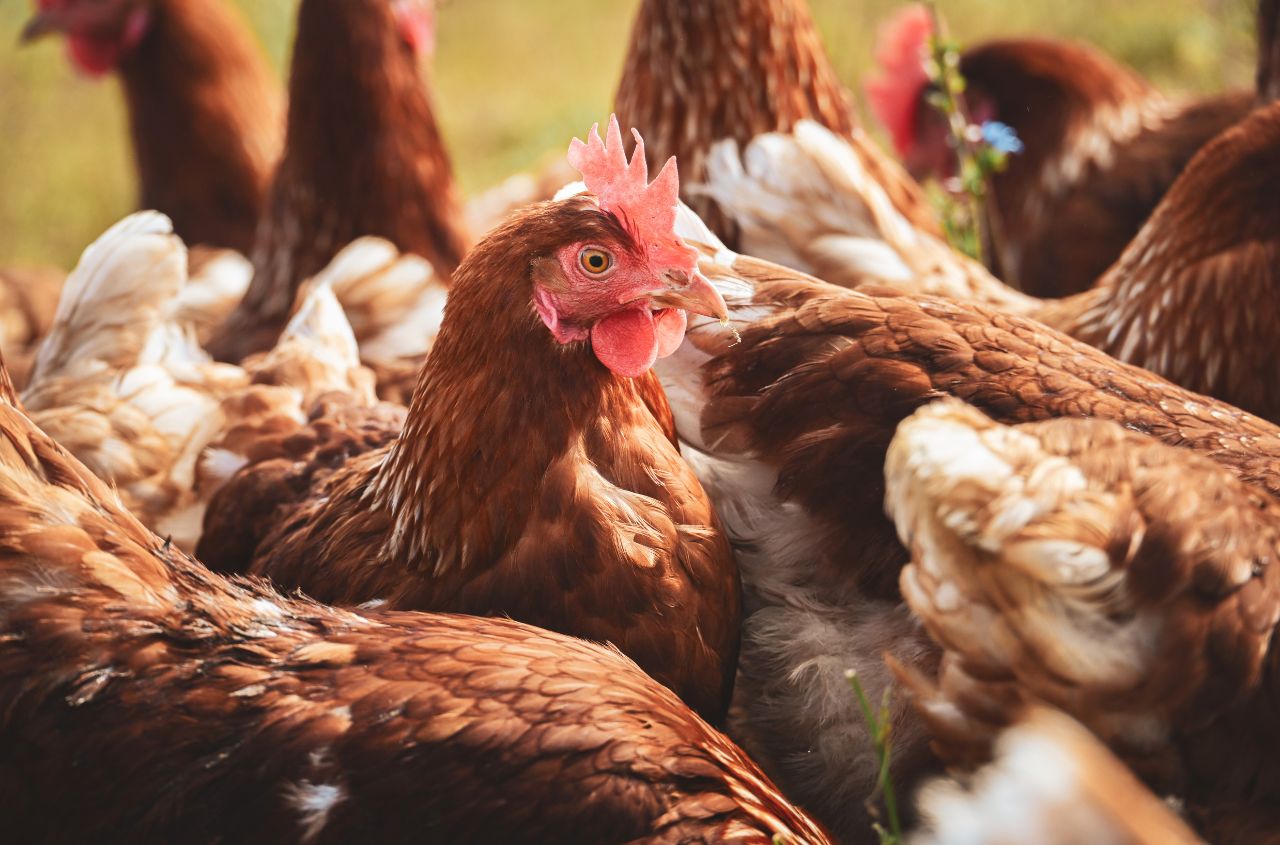 Avesterra Group enters UK, Dutch and Estonian markets