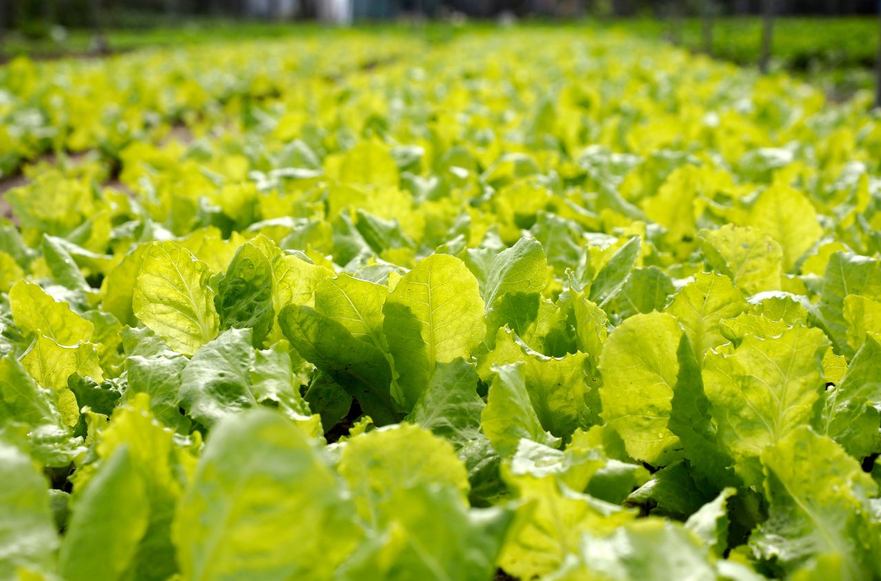Ukraine remains among EU’s top five organic suppliers