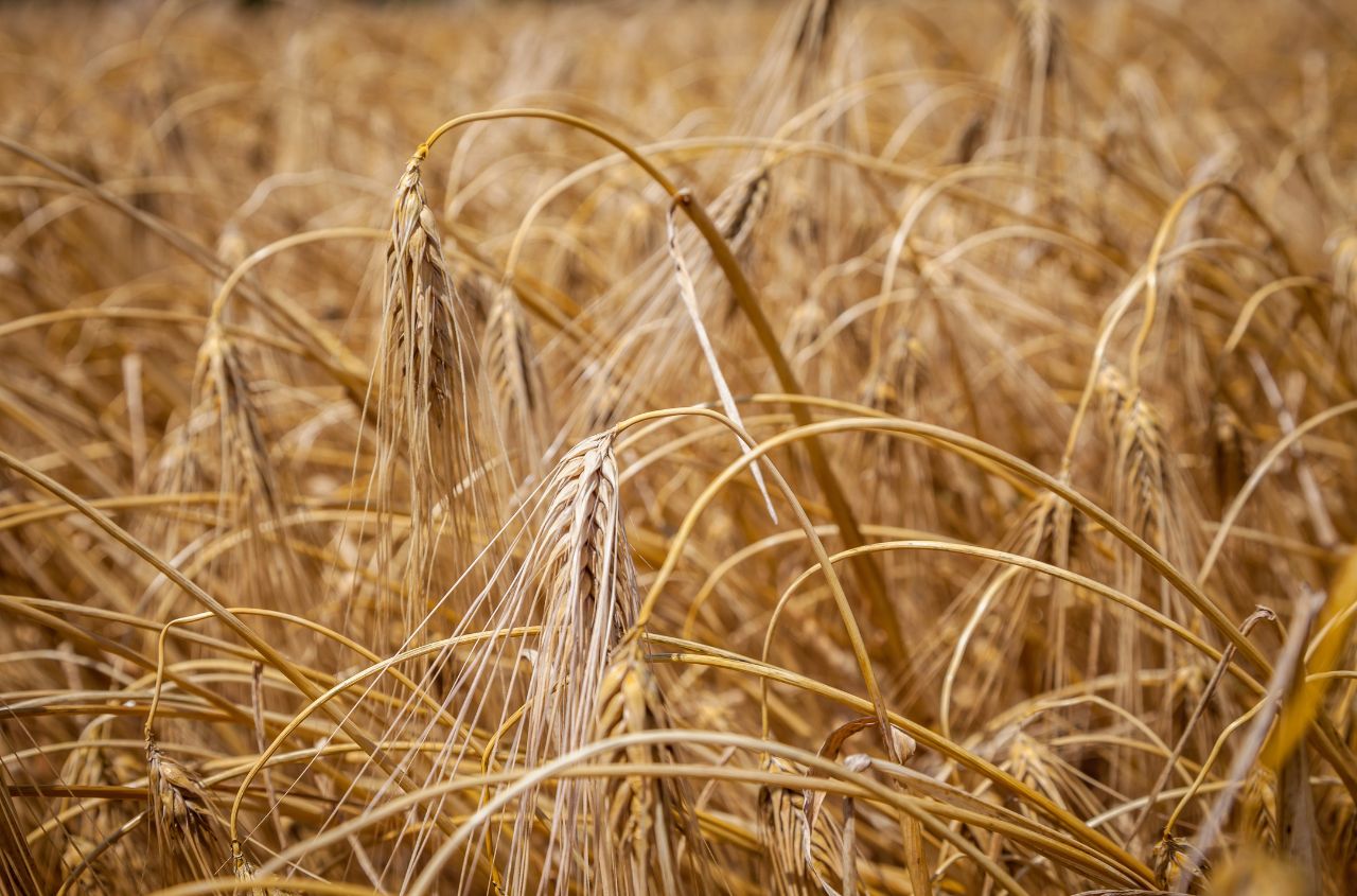 Odessa region leads Ukraine’s grain harvest with 5.6 million tonnes