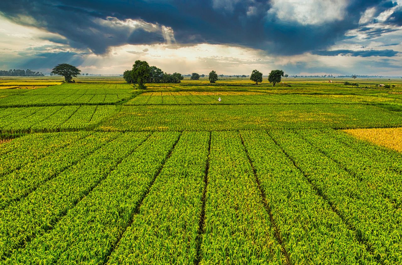 Ukraine brings 1.16 million hectares of farmland into market circulation